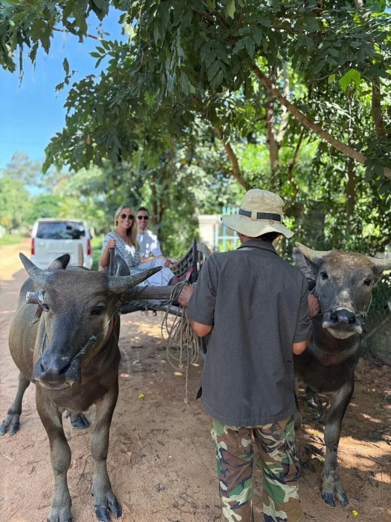 A villager leads two water buffalo pulling the cart as guests set off on the oxcart ride near Siem Reap