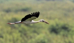 Private boat tour through Prek Toal Bird Sanctuary and Tonle Sap Floating Village, showcasing birds, wetlands, and local life.