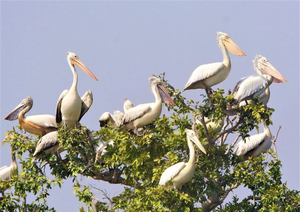 Private boat tour through Prek Toal Bird Sanctuary and Tonle Sap Floating Village, showcasing birds, wetlands, and local life.