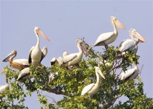 Private boat tour through Prek Toal Bird Sanctuary and Tonle Sap Floating Village, showcasing birds, wetlands, and local life.