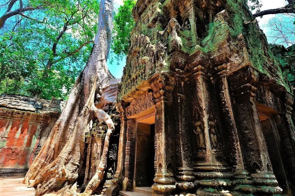 A tall tree growing against the carved sandstone tower of Ta Prohm