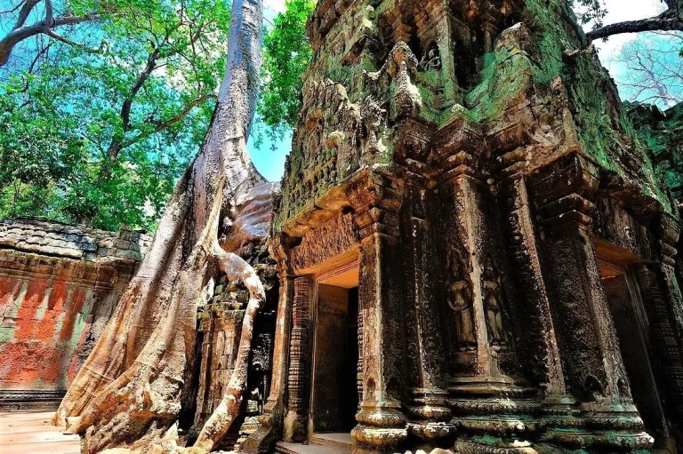 A tall tree growing against the carved sandstone tower of Ta Prohm